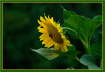 sunflower_in_late_light